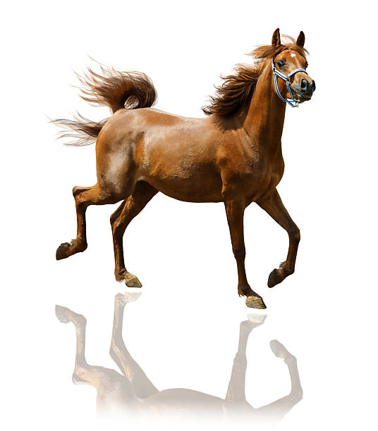 アラビア馬の mare -白で分離 - horse arabian horse arabia white ストックフォトと画像