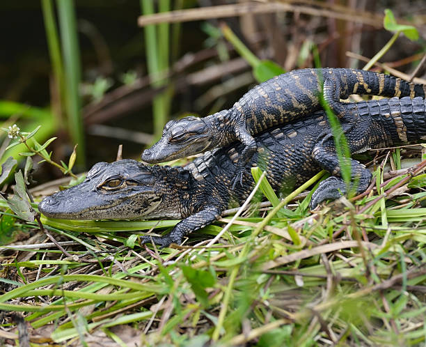 Baby Alligators Young Alligators Basking In The Sunlight everglades national park photos stock pictures, royalty-free photos & images