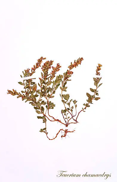 Teucrium chamaedrys L., dried for herbarium and stapled with  stripes on a white surface. Isolated on white.