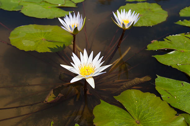 istock White lotus in the pond 467777483