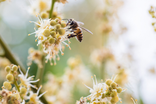 working bee collects flower nectar from longan flower