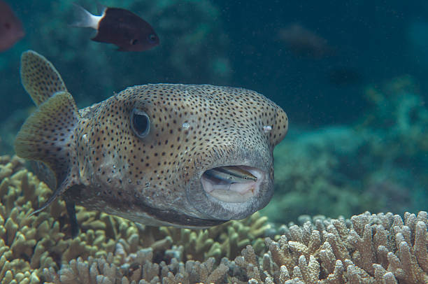 porco-espinho pufferfish (diodon hystrix), cleanerfish (labroides dimidiatus) - porcupinefish imagens e fotografias de stock