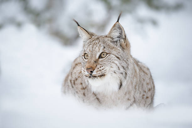 European lynx A lynx in winter sourounded by snowy wilderness lynx stock pictures, royalty-free photos & images