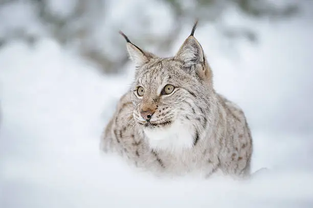 A lynx in winter sourounded by snowy wilderness
