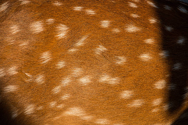 istock deer wool hair brown and white 467779900