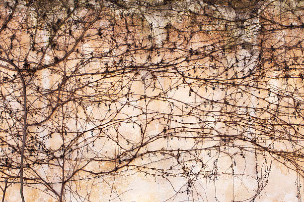 istock Dry trunks and branches creepers on the old stone wall. 467780138