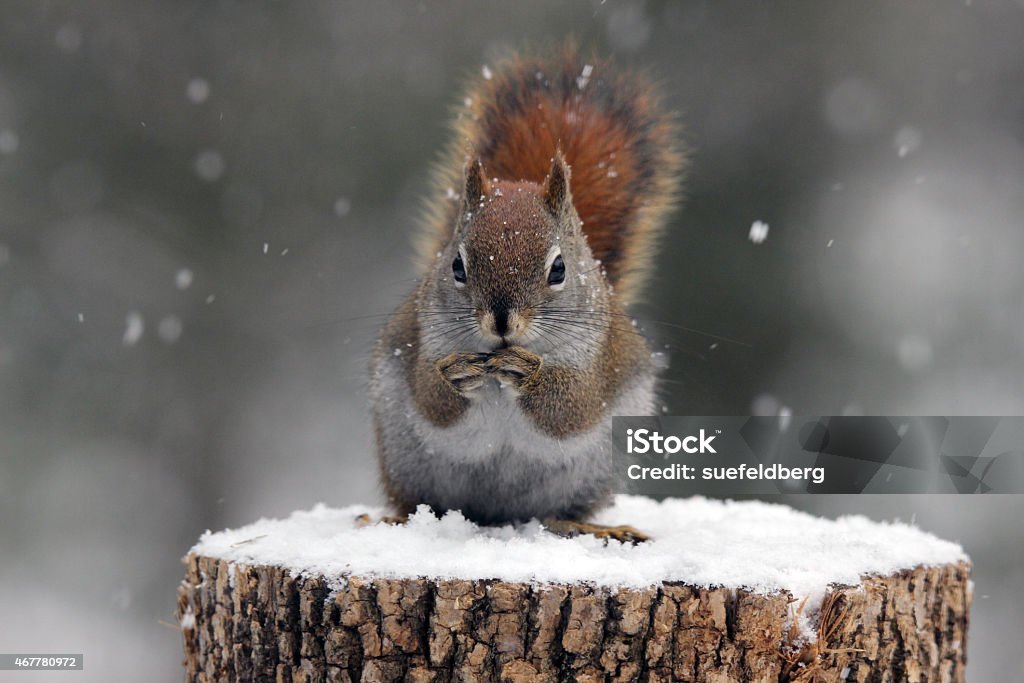 Red Squirrel in Snow A red squirrel (Tamiasciurus hudsonicus) sitting on a tree stump in the snow eating seeds. Squirrel Stock Photo