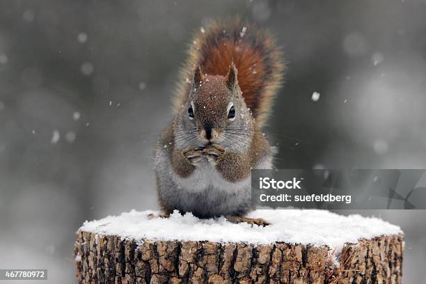 Red Squirrel In Snow Stock Photo - Download Image Now - Squirrel, 2015, American Red Squirrel