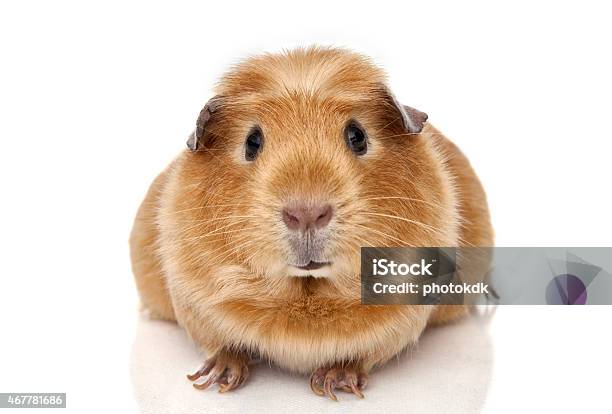 Guinea Pig Stock Photo - Download Image Now - Guinea Pig, Cut Out, White Color