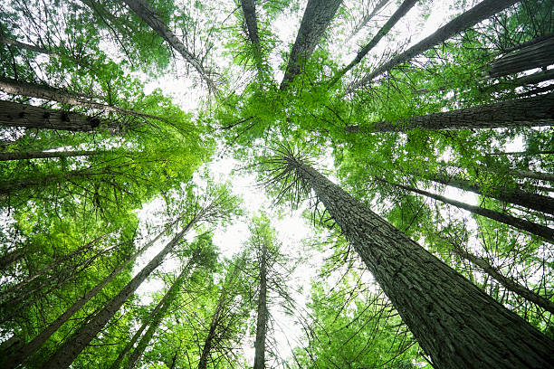 istock Humboldt Redwoods State Park 467783575