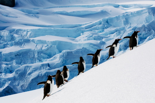 a group of penguins on a mission in antarctica