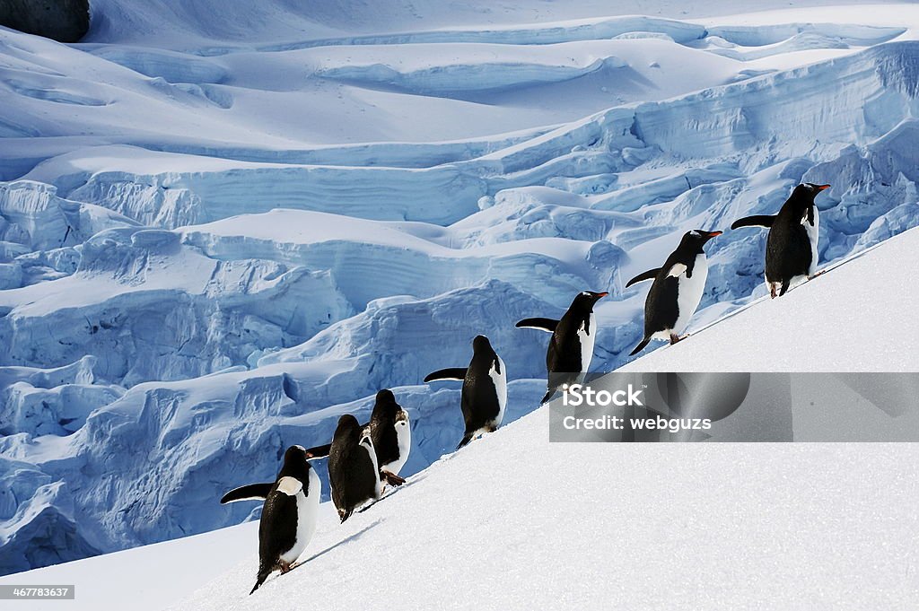 follow me a group of penguins on a mission in antarctica Antarctica Stock Photo