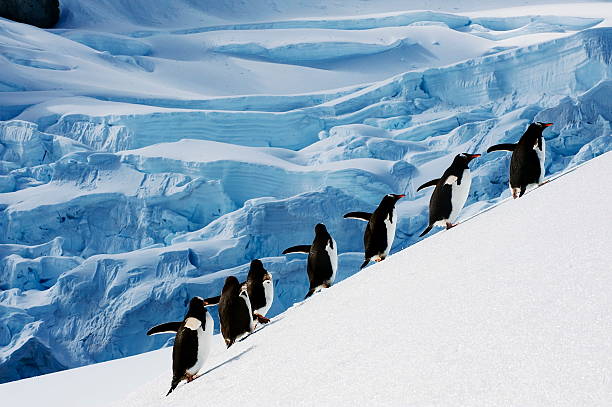 follow me a group of penguins on a mission in antarctica penguin stock pictures, royalty-free photos & images