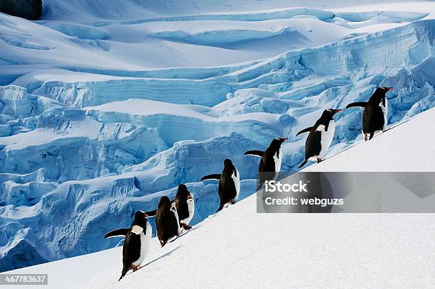 Follow Me Stock Photo - Download Image Now - Antarctica, Penguin, Snow