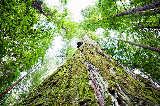 istock Humboldt Redwoods State Park 467783745