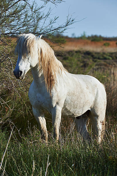 istock White horse of Camargue 467786114