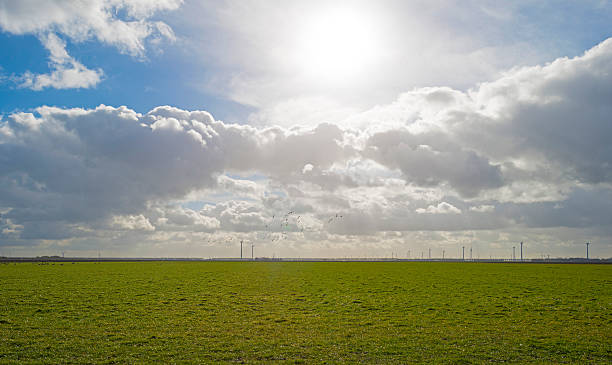 istock Geese flying over a sunny field in winter 467786156