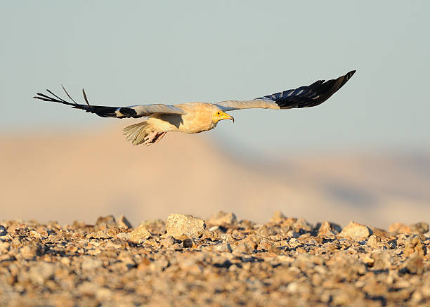 Egyptian Vulture stock photo