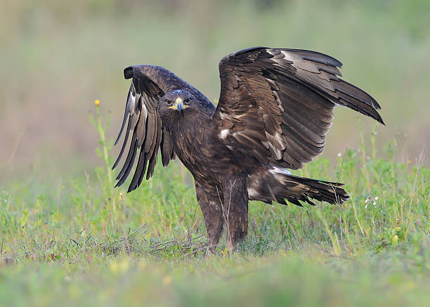 Greater Spotted Eagle stock photo