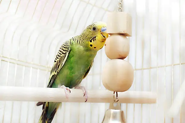Green domestic budgie sitting with his toy friend.