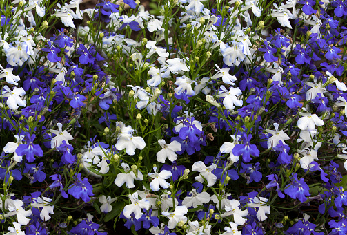 Floral background of blue and white flowers lobelia.