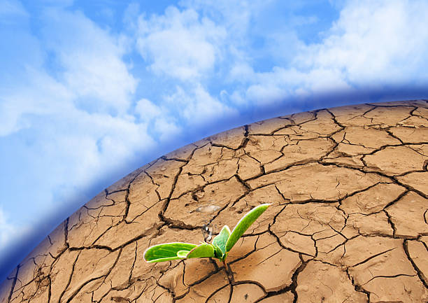istock Plant in dried cracked mud 467787836
