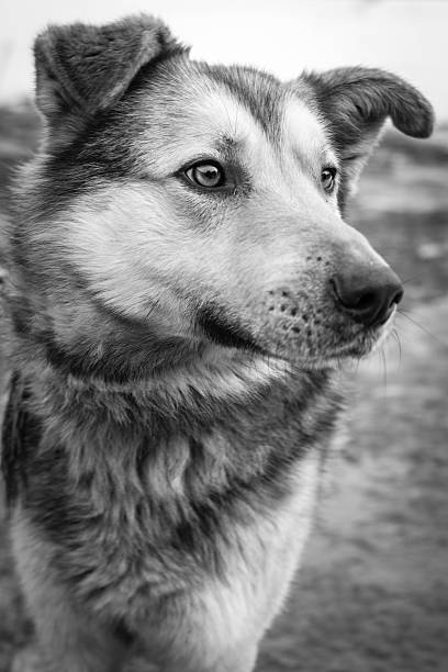 istock Black and white dog's portrait 467788632