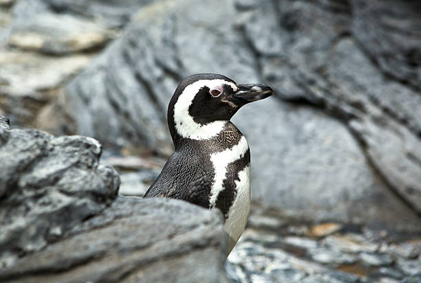 istock Aquarium of Lisbon penguin 467790157
