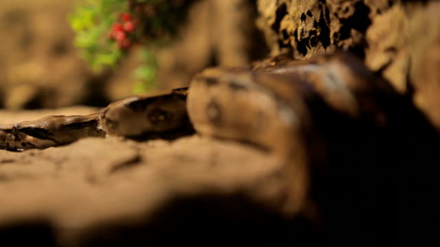 snake in dark forest