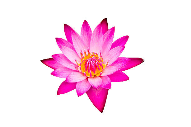 istock Close-up Pink Lotus Flowers 467792884