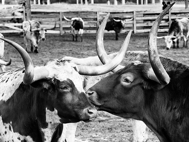 długie sygnały dźwiękowe-zachód, teksas - texas longhorn cattle bull cattle wild west zdjęcia i obrazy z banku zdjęć