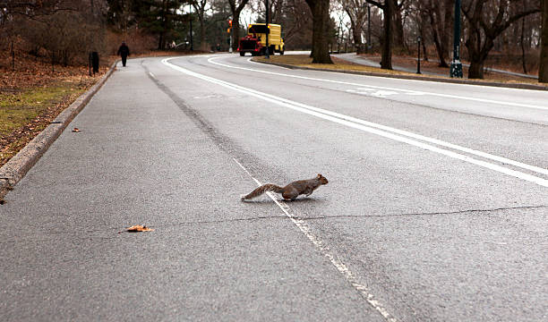 Central Park Road und Squirrel – Foto