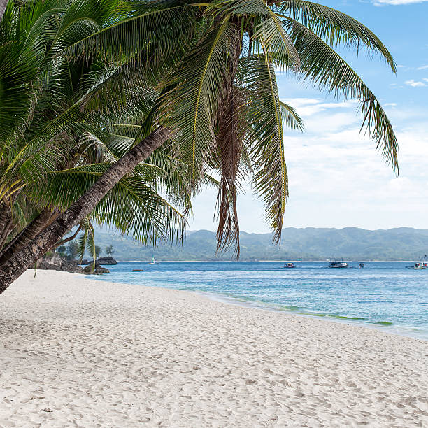 istock Tropical beach with beautiful palms and white sand, Philippines 467793506