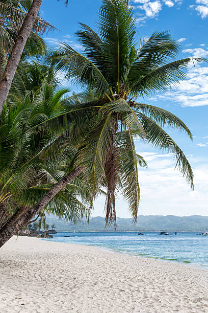istock Tropical beach with beautiful palms and white sand, Philippines 467793508