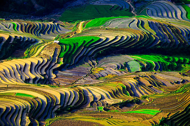 istock rice field on terraced in vietnam 467794100