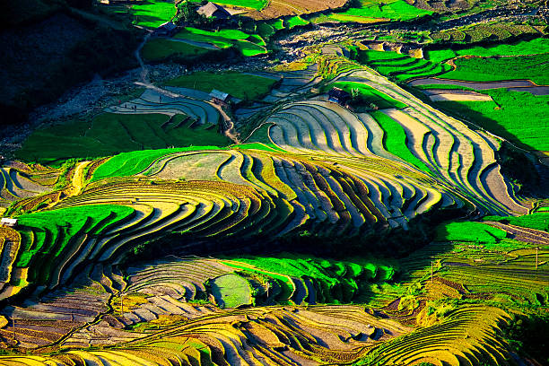 istock rice field on terraced in vietnam 467794114