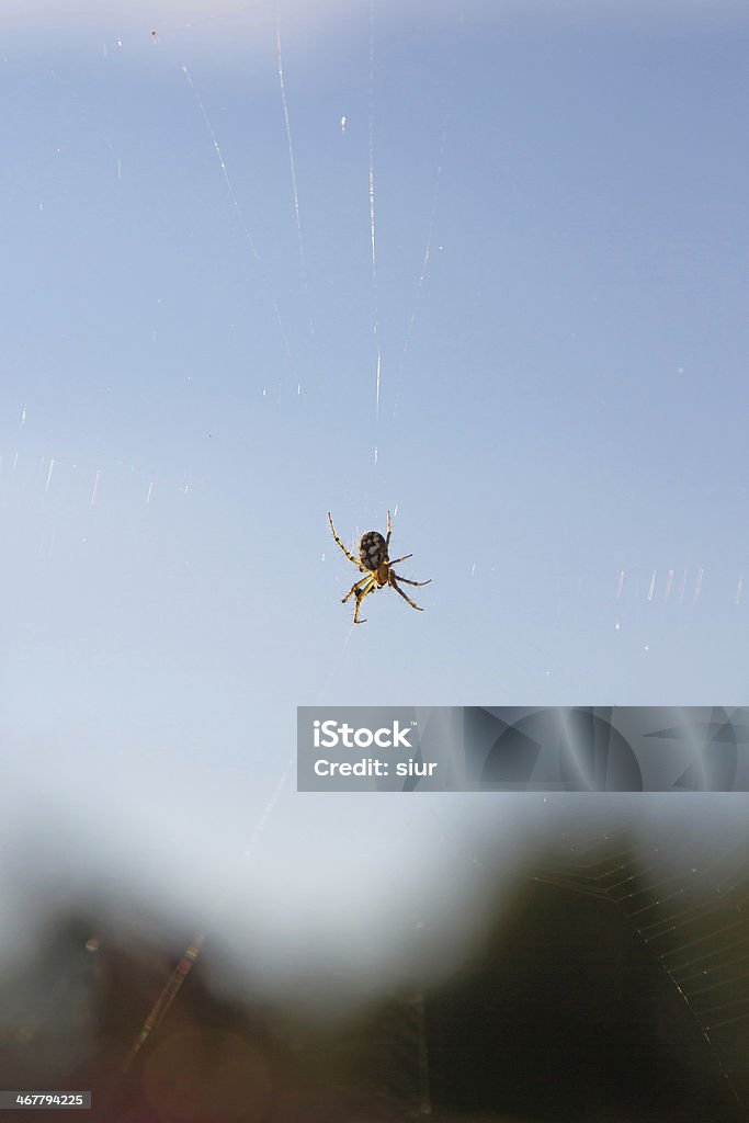 Spider - Araña Acalypha Mangora spider and spider web backlit - Mangora spider acalypha and spider web against the light Animal Stock Photo