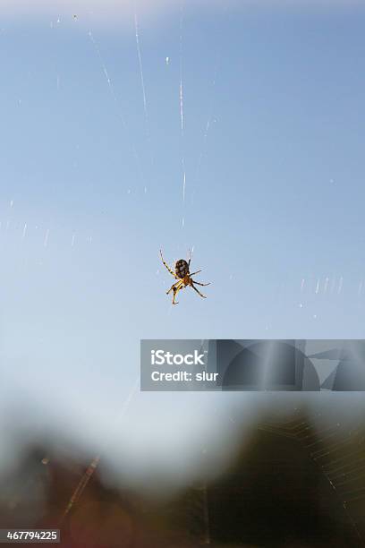Spider Araña Stock Photo - Download Image Now - Animal, Animal Wildlife, Animals Hunting