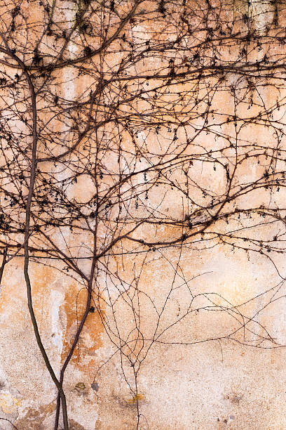 istock Dry trunks and branches creepers on the old stone wall. 467794516