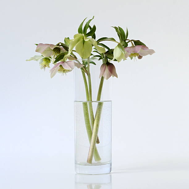 istock Spring flowers helleborus in a vase. 467794678