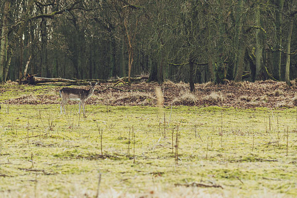 istock One Gray Deer Standing on Grassland at the Forest 467794690