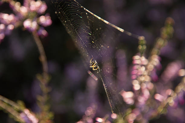 araignée-araña - depredador photos et images de collection