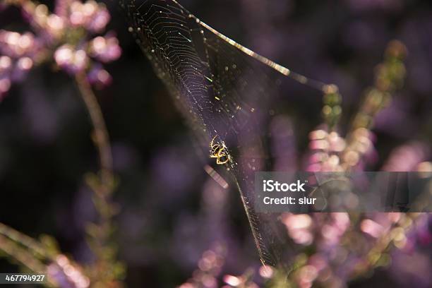Spider Araña Stock Photo - Download Image Now - Animal, Animal Wildlife, Animals Hunting