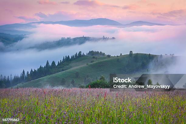 Pink Light In The Morning Mountains Stock Photo - Download Image Now - Flower, Meadow, Pink Color