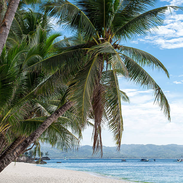 istock Tropical beach with beautiful palms and white sand, Philippines 467796080