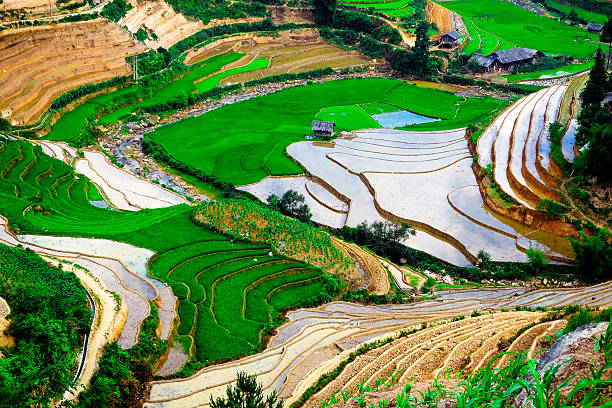 istock rice field on terraced in vietnam 467798358