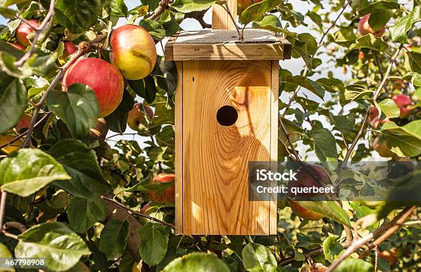 Apfelbaum Mit Vogelhaus Stockfoto und mehr Bilder von Vogelhäuschen - Vogelhäuschen, Apfel, Obstgarten