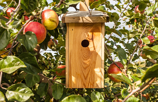 Apple tree with bird house