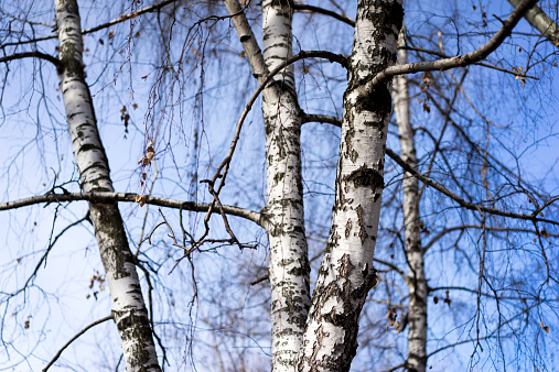 Birch trunks in spring time
