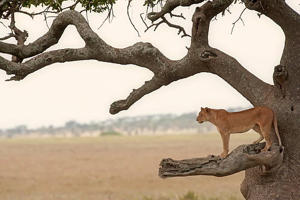 istock lion checks out the horizon 467799205